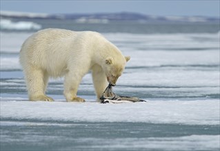 Polar bear (Ursus maritimus)