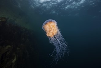 Lion's mane jellyfish (Cyanea capillata) in the blue water near reef