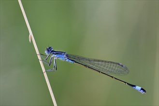 Blue-tailed damselfly (Ischnura elegans) on grass