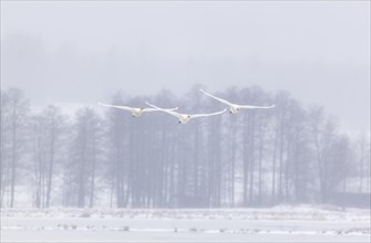 Whooper swans (Cygnus cygnus)