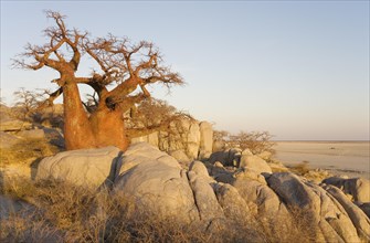 African Baobab (Adansonia digitata) between stones