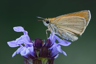 Essex skipper (Thymelicus lineola) on blossom
