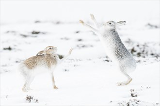 Mountain hares (Lepus timidus) boxing in the snow