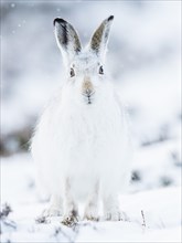 Mountain hare (Lepus timidus) sitting in snow