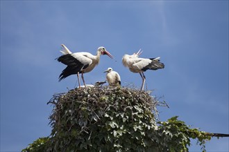 Storks with Young Birds in Eyrie