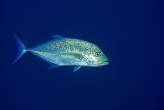 Bluefin trevally (Caranx melampygus) in blue water