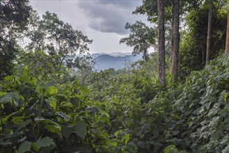 Dense vegetation in tropical rainforest jungle