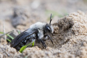Ashy Mining Bee (Andrena cineraria) comes from Erdhohle