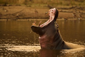 Hippo (Hippopotamus amphibius) in the water threatens with open mouth