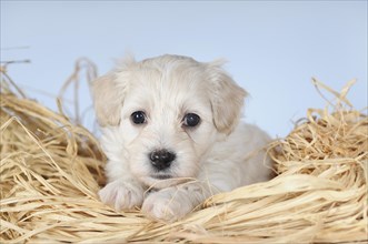 Havanese