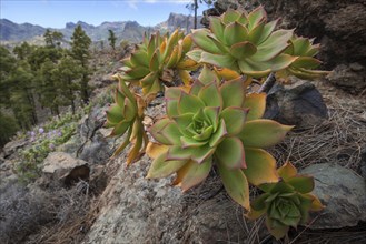 Thick leaf plant (Aeonium percarneum) in the mountains of Gran Canaria