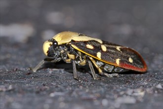 Cicada (cicada sp.)