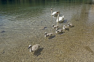 Mute swans (Cygnus olor) with chicks in the water