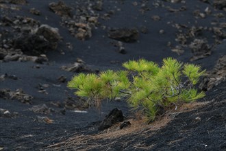 Canary Island pine (Pinus canariensis)