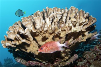Silverspot squirrelfish (Sargocentron caudimaculatum)