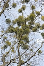 European mistletoe (Viscum album) in treetop of a bare deciduous tree
