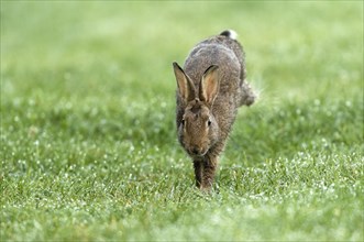 European rabbit (Oryctolagus cuniculus) runs in wet meadow