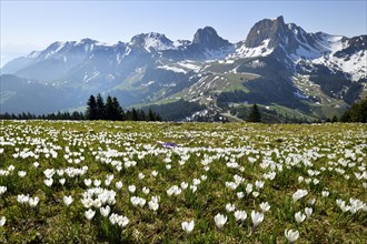 Sea of flowers