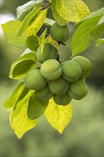 Immature Mirabelle (Prunus domestica) on a tree