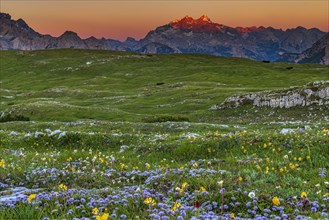 Mountain panorama at sunrise with flower meadow in the foreground