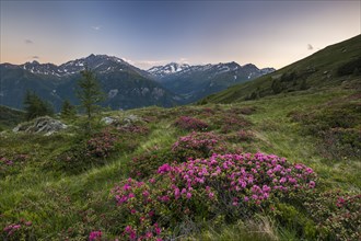 Hairy Alpenrose (Rhododendron hirsutum) on mountain meadow