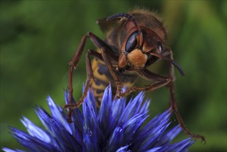 European hornet (Vespa crabro) sits on blue China Aster (Callistephus chinensis)