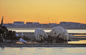 Three Polar bears (Ursus maritimus)
