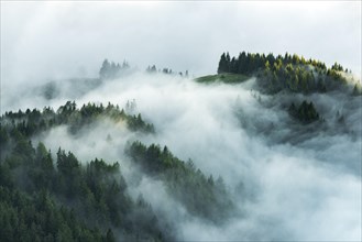 Mountain forest with early morning fog