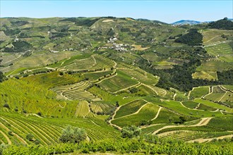 Vineyard region Alto Douro in the valley of the Rio Pinhao