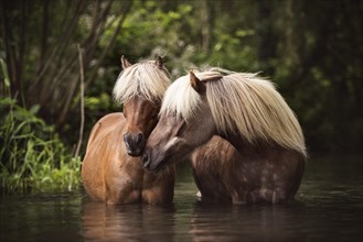 Two Classic Ponys (Equus) standing in the water and gently touching each other