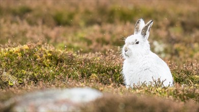 Mountain hare (Lepus timidus) sits in Meadow