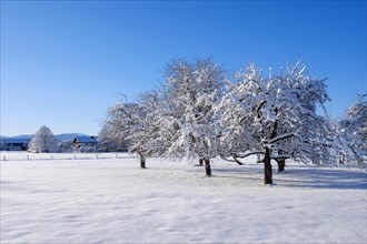 Snow-covered apple trees