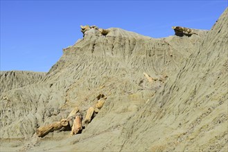 Petrified tree trunks exposed by erosion in the Petrified Forest