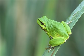 European tree frog (Hyla arborea) sits on leaf