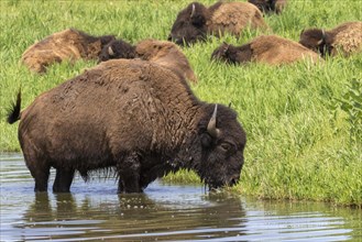 A herd of American bison (Bison bison) grazing near a lake