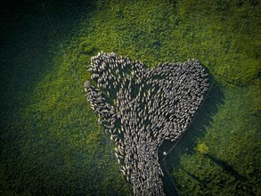 Aerial view of a flock of sheep during the transhumance in the Soria region