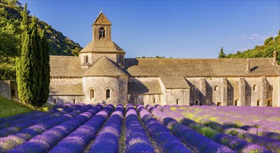 The Romanesque Cistercian Abbey of Notre Dame of Senanque set amongst flowering lavender fields