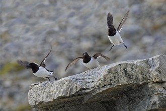 Group of Thick-billed Murres (Uria lomvia) flying from rocks