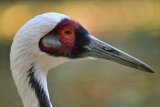 White-naped crane (Grus vipio)
