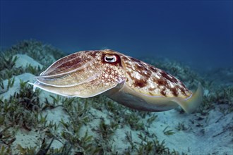 Broadclub Cuttlefish (Sepia latimanus) floats over sea grass meadow