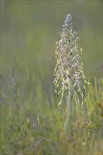 Lizard orchid (Himantoglossum hircinum) in a meadow near Jena