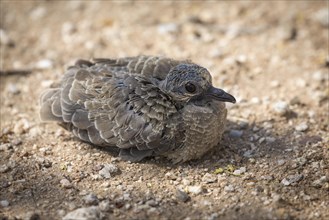 Inca Dove (Scardafella inca)