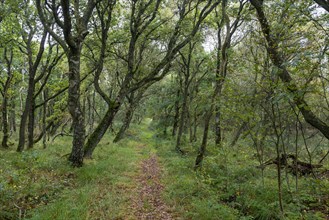 Forest track through the nature reserve Kaergard Klitplantage