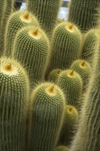 Parodia (Eriocactus-leninghausii)