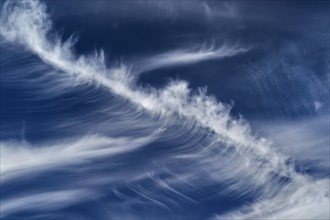Wind ruffled feather clouds (Cirrus) in front of a blue sky