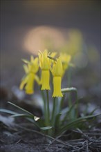 Cyclamen-flowered daffodils (Narcissus cyclamineus)