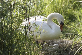Mute swan (Cygnus olor) at the nest with eggs