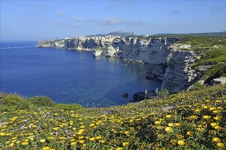 Yellow daisies (Euryops abrotanifolius) on steep cliffs