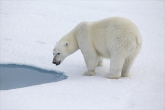 Polar bear (Ursus maritimus) at a meltwater lake in pack ice