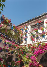 Many red geraniums in blue flowerpots in the courtyard on a house wall